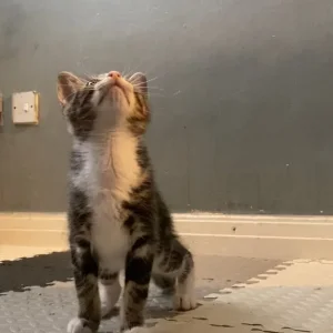 Two playful kittens, one boy, one girl - Image 3