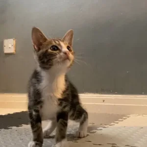 Two playful kittens, one boy, one girl - Image 4