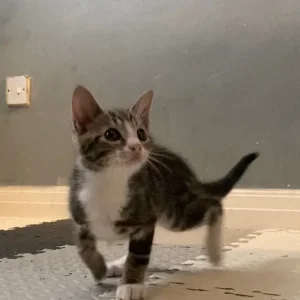 Two playful kittens, one boy, one girl - Image 5
