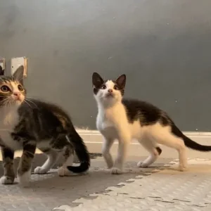 Two playful kittens, one boy, one girl - Image 8
