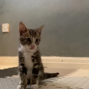 Two playful kittens, one boy, one girl