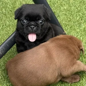 Black Female KC Registered Pug Puppies - Image 2