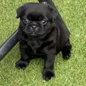 Black Female KC Registered Pug Puppies - Image 3