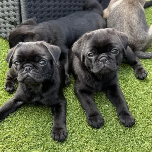 Black Female KC Registered Pug Puppies - Image 5