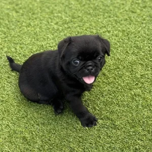 Black Female KC Registered Pug Puppies - Image 6