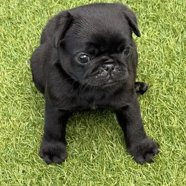 Black Female KC Registered Pug Puppies