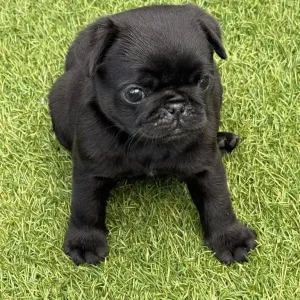 Black Female KC Registered Pug Puppies