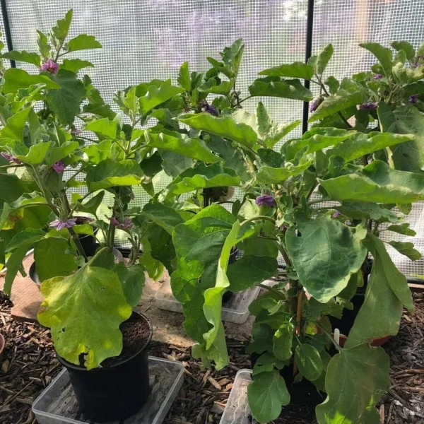 Aubergine plants