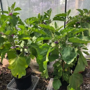 Aubergine plants