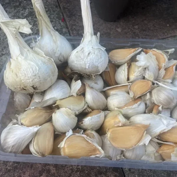 ELEPHANT GARLIC