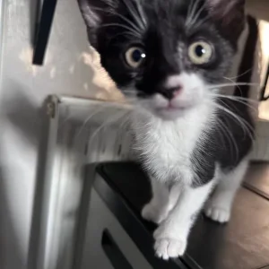 Four Kittens, 8 Weeks Old - Image 2