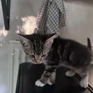 Four Kittens, 8 Weeks Old - Image 3