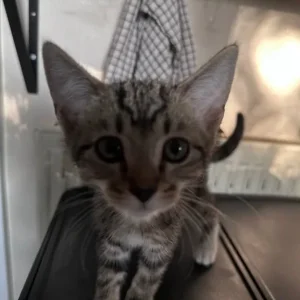 Four Kittens, 8 Weeks Old - Image 4