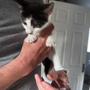 Four Kittens, 8 Weeks Old - Image 7