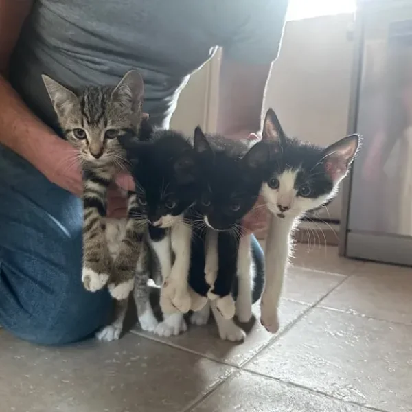 Four Kittens, 8 Weeks Old