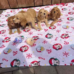 5 cocker spaniels - Image 2