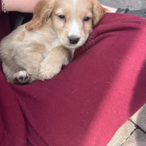5 cocker spaniels - Image 5