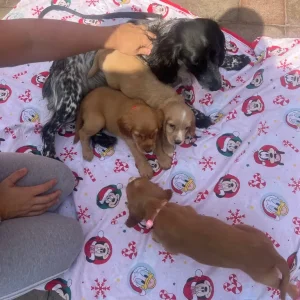 5 cocker spaniels - Image 6