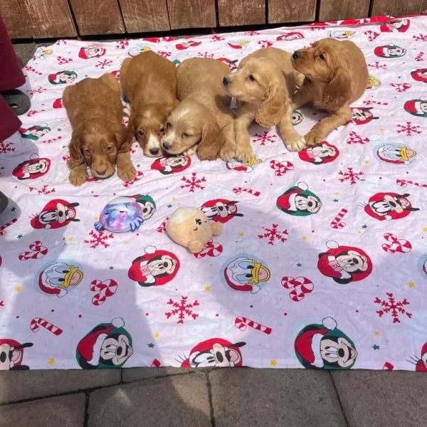 5 cocker spaniels