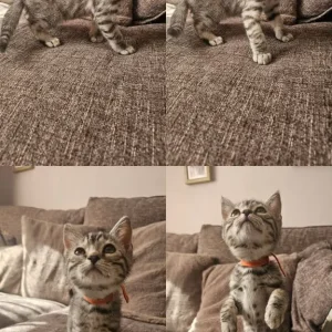 Bengal x kittens - Image 2