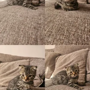 Bengal x kittens - Image 4