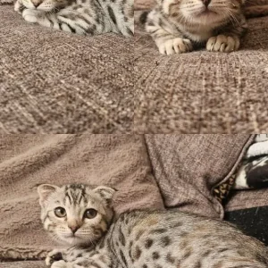 Bengal x kittens - Image 5