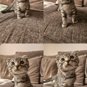 Bengal x kittens - Image 6