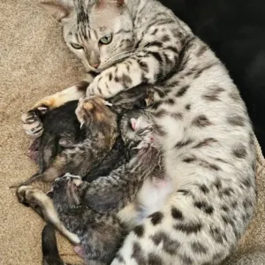 Bengal x kittens - Image 7