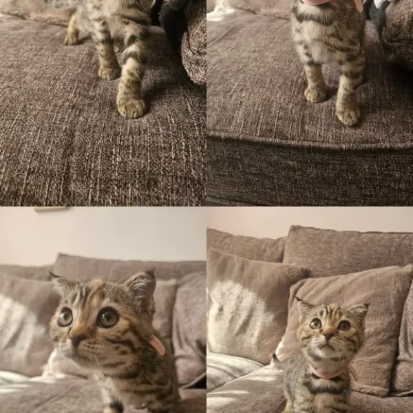 Bengal x kittens