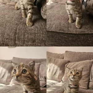 Bengal x kittens