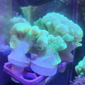 Candy Cane Coral Fragments - Image 2