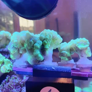 Candy Cane Coral Fragments - Image 3