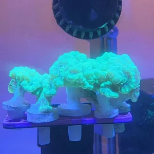 Candy Cane Coral Fragments