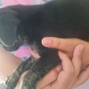 pug puppies - Image 2