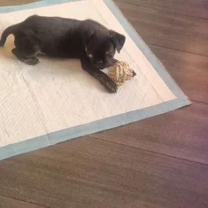 pug puppies - Image 3