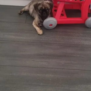 pug puppies - Image 4
