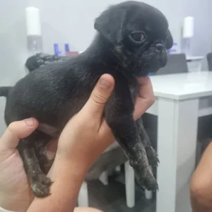 pug puppies - Image 6