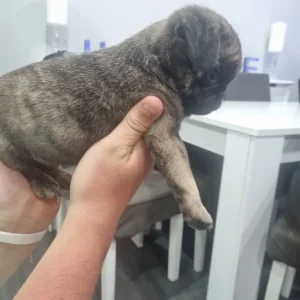 pug puppies - Image 8