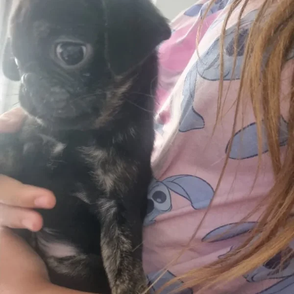 pug puppies