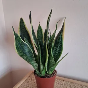 Indoor house plant snake plant