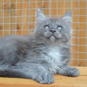 Maine Coon kitten blue smoke male - Image 2
