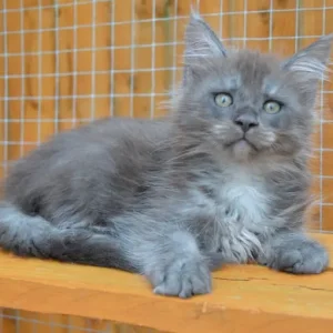 Maine Coon kitten blue smoke male - Image 3