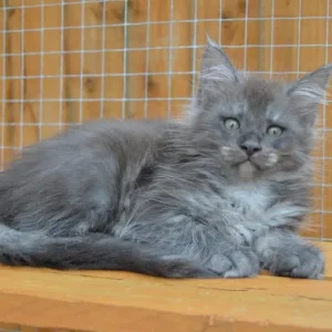 Maine Coon kitten blue smoke male - Image 4