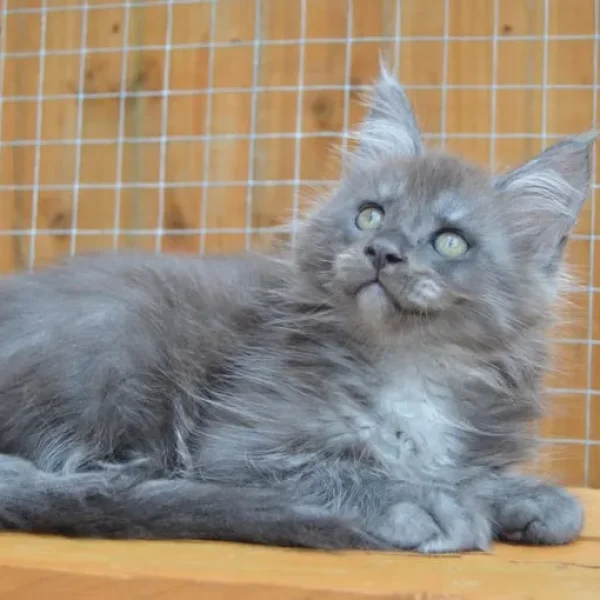 Maine Coon kitten blue smoke male