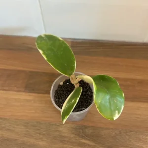 Small Hoya Plant Cutting - Image 2