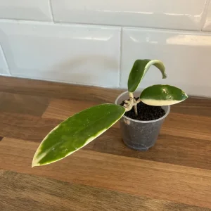 Small Hoya Plant Cutting